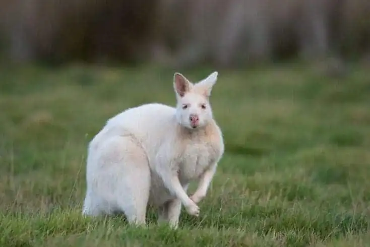 Top 21 Fascinating Animals In Australia! 21 animals in australia