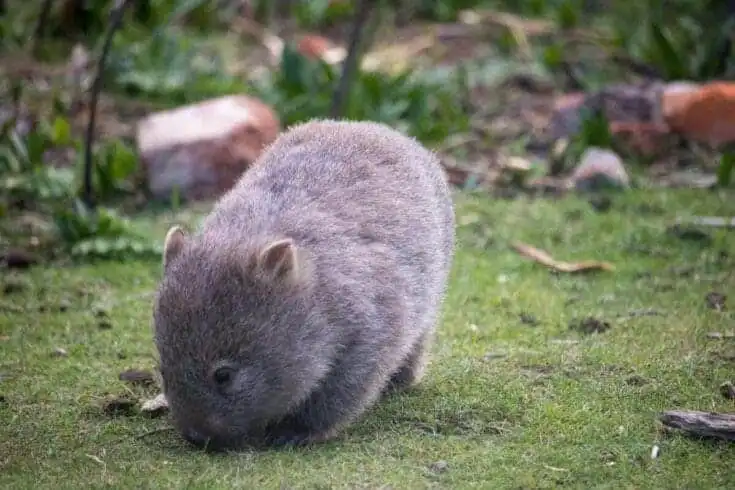 Top 21 Fascinating Animals In Australia! 13 animals in australia