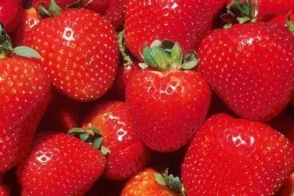 How to Grow Strawberries: Know the 31 Simple Steps 4