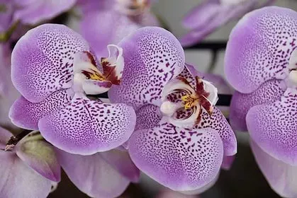 How to Water Orchids with Ice Cubes?