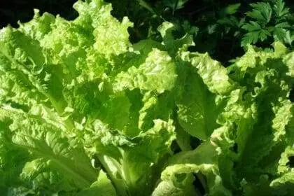 How to Harvest Lettuce So It Keeps Growing? 2