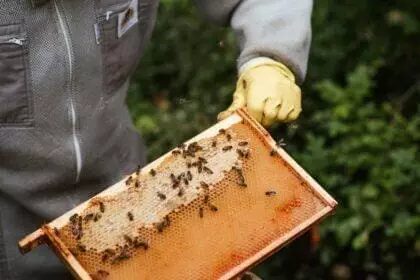 beekeeper holding a honey frame