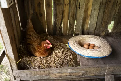 how to build a chicken coop out of pallets