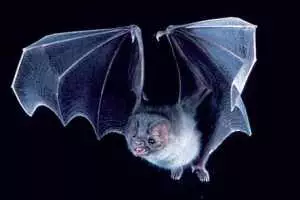 Vampire-Bat-3