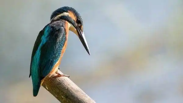 bird watching bird watching