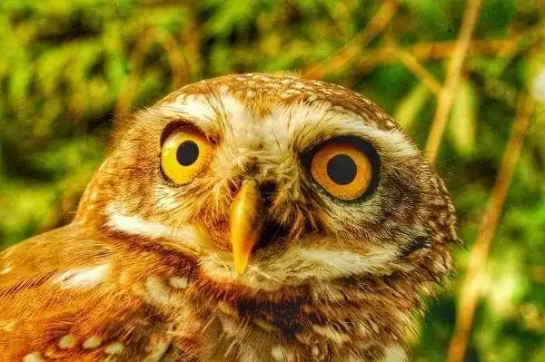 From Village Boy to Wildlife Saviour: In Conversation With Ganesh Chowdhury 7 From Village Boy to Wildlife Saviour: In Conversation With Ganesh Chowdhury 7