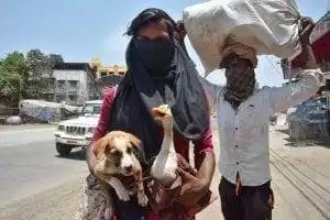 Migrant Workers Carry Their Pets For Hundreds of Kilometers 1 Migrant Workers Carry Their Pets For Hundreds of Kilometers 1