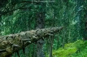 All About Kheerganga That Makes it a Go-to Place! 26 kalga
