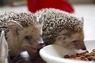 15 Most Expensive Pets to Take Care of! 12 most expensive pets to take care of