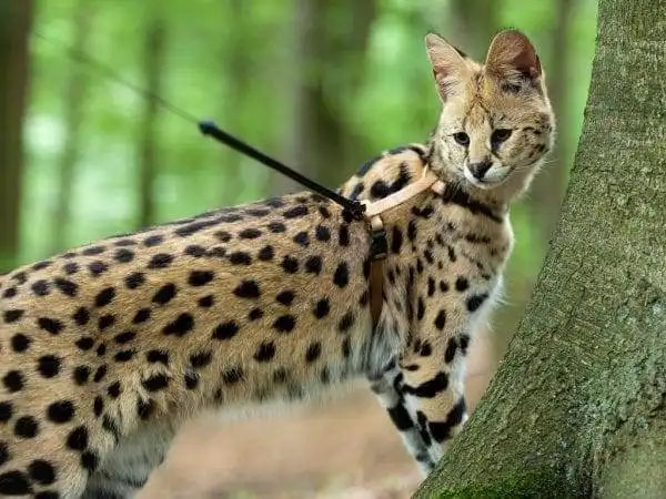 15 Most Expensive Pets to Take Care of! 6 most expensive pets to take care of