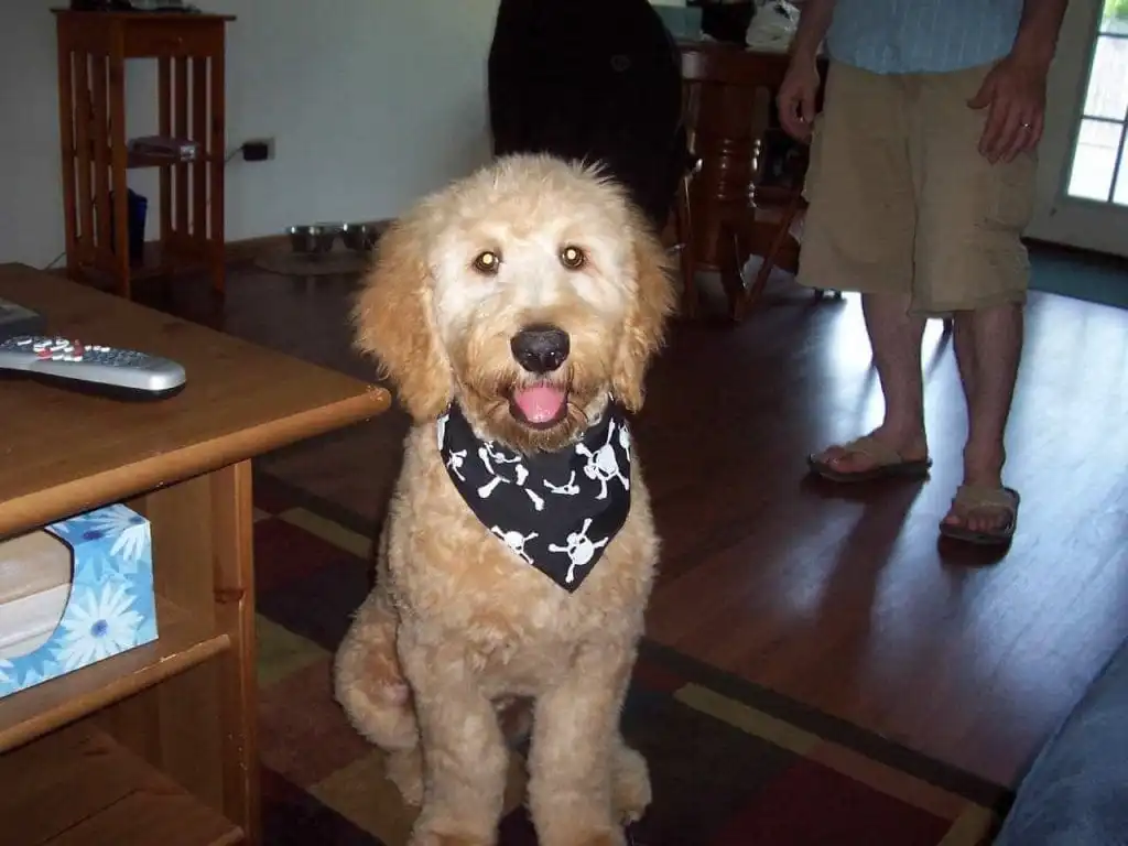 15 Most Expensive Pets to Take Care of! 11 most expensive pets to take care of