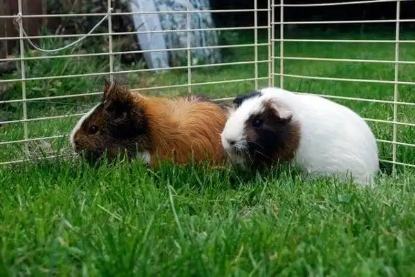 15 Most Expensive Pets to Take Care of! 5 most expensive pets to take care of