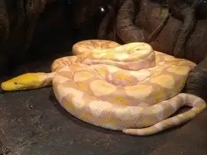 15 Most Expensive Pets to Take Care of! 7 most expensive pets to take care of