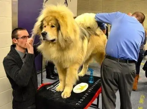 15 Most Expensive Pets to Take Care of! 2 most expensive pets to take care of