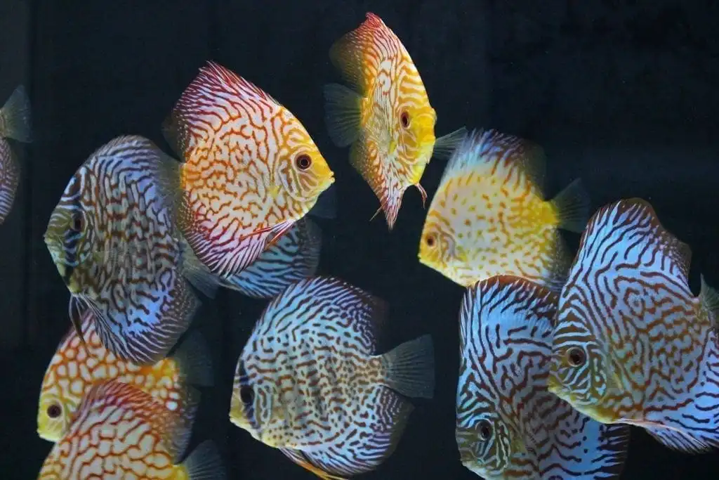 15 Most Expensive Pets to Take Care of! 13 most expensive pets to take care of