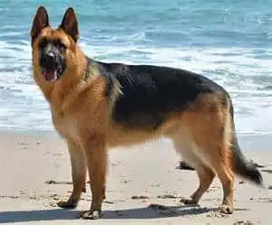 15 Most Expensive Pets to Take Care of! 9 most expensive pets to take care of