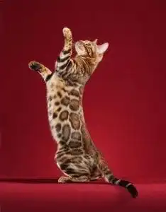 15 Most Expensive Pets to Take Care of! 1 most expensive pets to take care of