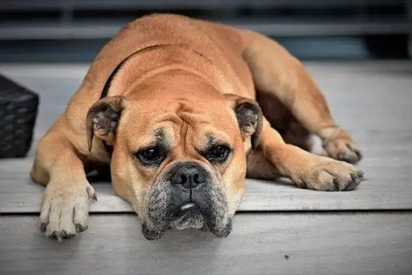 15 Most Expensive Pets to Take Care of! 14 most expensive pets to take care of