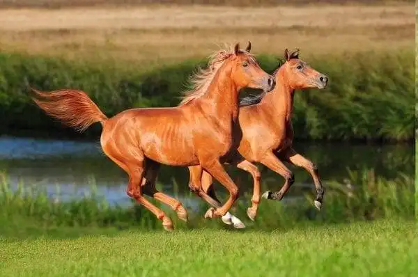 15 Most Expensive Pets to Take Care of! 8 most expensive pets to take care of