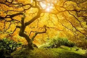 Tree Of Life Meaning In 7 Beautiful Cultures 1 Tree of Life Meaning