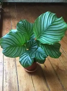 Calathea Musaica: Nature's Great Masterpiece 9 Calathea Musaica