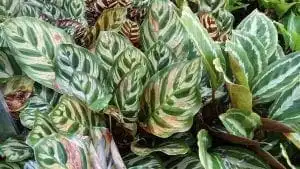 Calathea Musaica: Nature's Great Masterpiece 8 Calathea Musaica