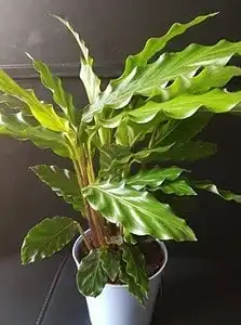 Calathea Musaica: Nature's Great Masterpiece 7 Calathea Musaica