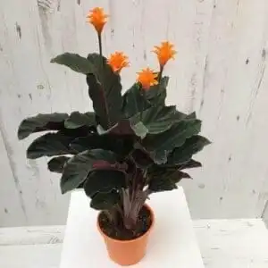 Calathea Musaica: Nature's Great Masterpiece 18 Calathea crocata