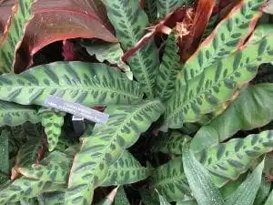 Calathea Musaica: Nature's Great Masterpiece 14 Calathea Musaica