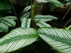 Calathea Musaica: Nature's Great Masterpiece 13 Calathea Musaica