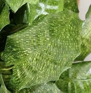 Calathea Musaica: Nature's Great Masterpiece 6 Calathea Musaica