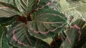 Calathea Musaica: Nature's Great Masterpiece 15 Calathea Musaica