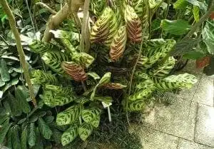 Calathea Musaica: Nature's Great Masterpiece 4 Calathea Musaica