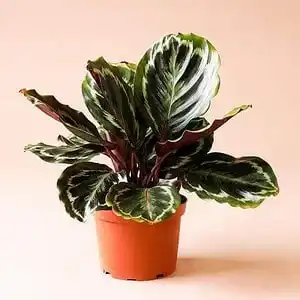 Calathea Musaica: Nature's Great Masterpiece 16 Calathea Musaica