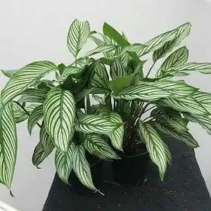 Calathea Musaica: Nature's Great Masterpiece 17 Calathea Musaica