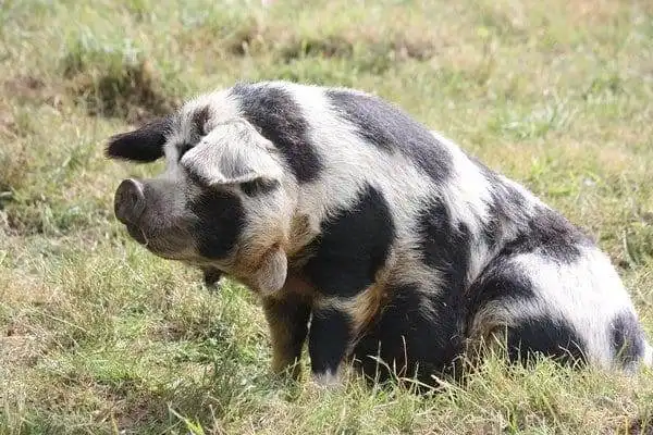 Kunekune Pig: Your Ideal Home Buddy 8 Kunekune pig