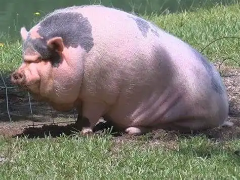 Kunekune Pig: Your Ideal Home Buddy 9 Pot-bellied pig