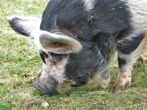 Kunekune Pig: Your Ideal Home Buddy 10 Piri-piri of Kunekune pig