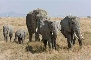 Serengeti National Park: A World of Wonder 12 serengeti national park