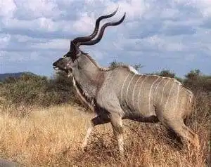 Serengeti National Park: A World of Wonder 20 serengeti national park