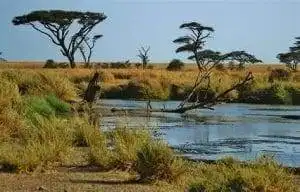 Serengeti National Park: A World of Wonder 9 serengeti national park