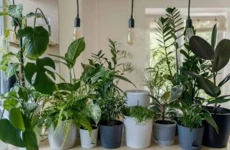 Types of houseplants