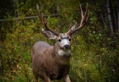 Illinois Deer Harvest Pin 2021-Shotgun Just Released! 