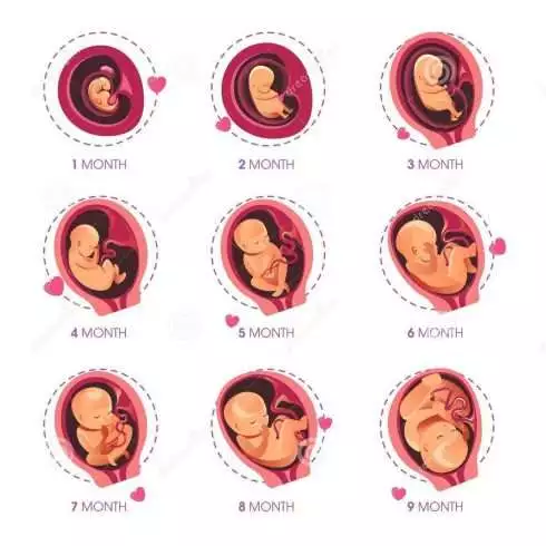 Fetus gestation period
