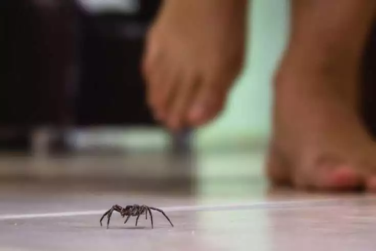 Spider on the floor