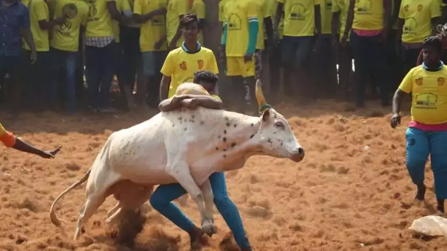 The Indian flavour of Bull fighting 4