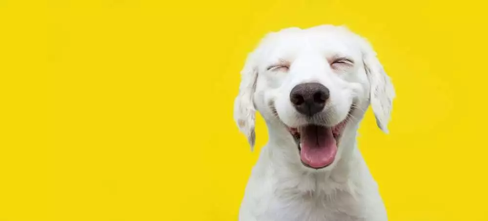 Cute smiling dog