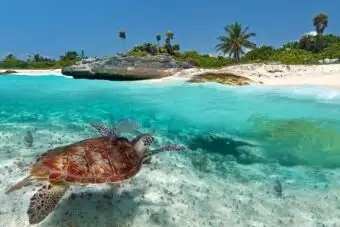 Caribbean Sea scenery with green turtle —