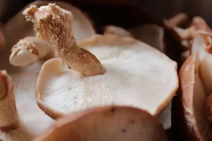 Cream of Mushroom Soup: How to Make the Best 1-Pot Dish 8 cream of mushrooms
