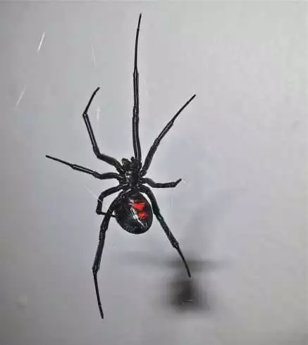 poisonous spider florida
